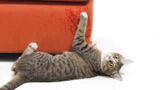 Kitten scratching orange fabric sofa on white background