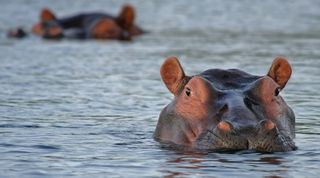 Hippos dominate the swamps of the Selous. Image: CC0 Creative Commons