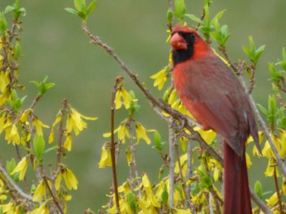 cardinal forsythia 1
