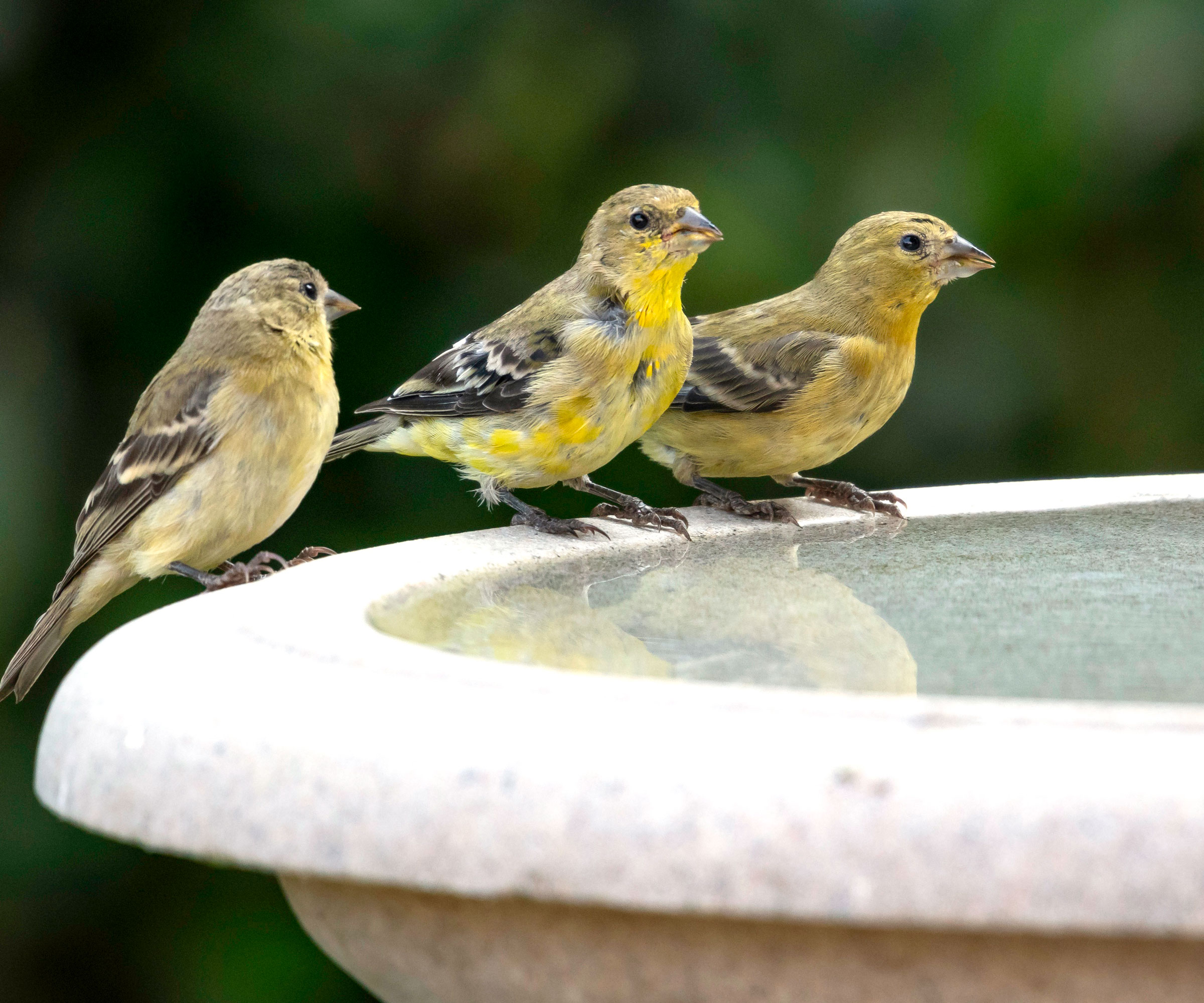 goldfinch birds sitting on rim of white stone bird bath