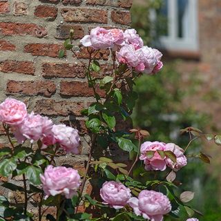rose plant with pink rose flower and brick wall