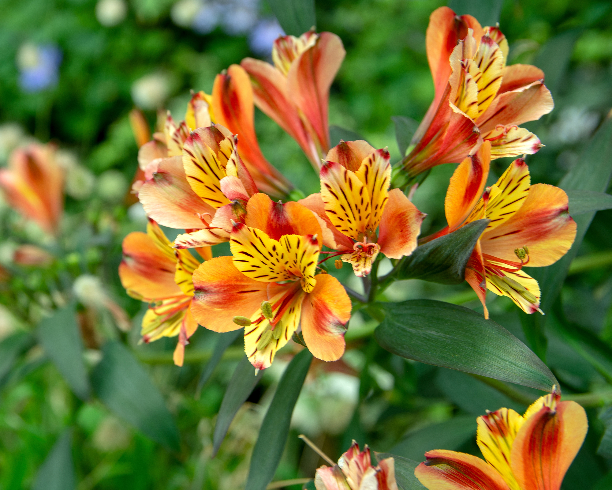 Peruvian lilies – or alstroemeria – flowers