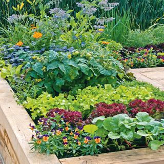 Raised bed in an allotment planted with vegetables