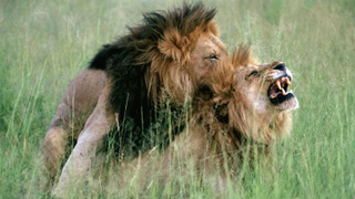 A male lion mounting another male lion in Queer Planet