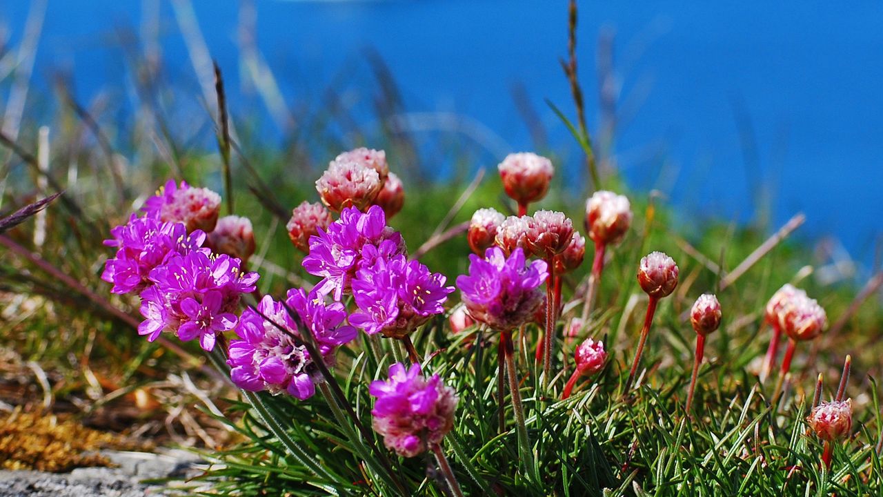 Spring flowers on west coast of Norway.