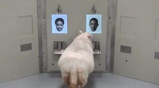 One of the sheep in the study contemplates a photo of Barack Obaa-ma.