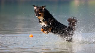 black australian shepherd dog jumping in water