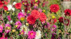 multi-coloured flowerbed