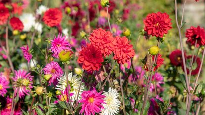 multi-coloured flowerbed