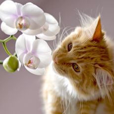 Ginger cat considers eating moth orchid