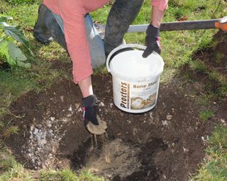 Adding bonemeal to a tree planting hole