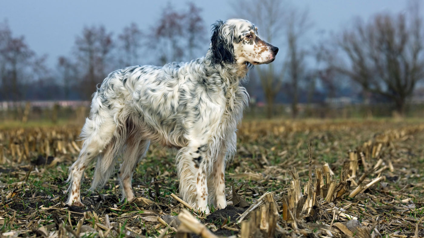 English Setter standing in field