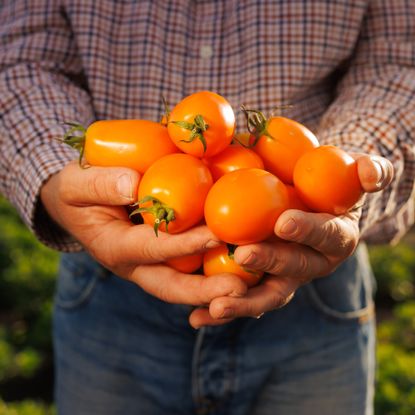 Farmer holding orange plum tomatoes in a field