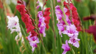 colourful gladioli in garden