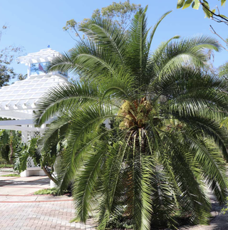 pygmy date palm in a backyard