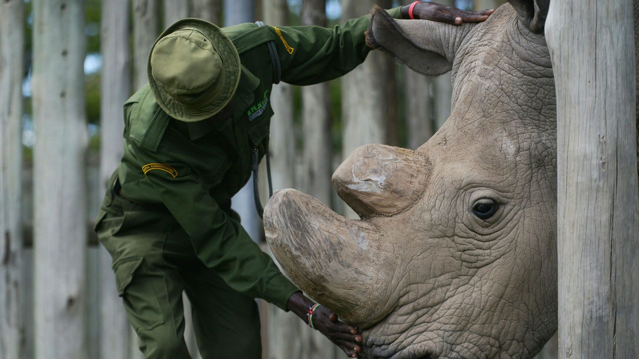 Sudan the rhino