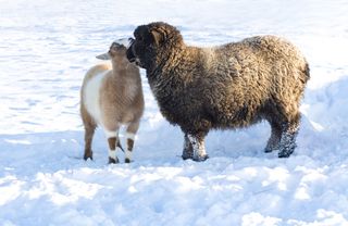 sheep and goat in snow