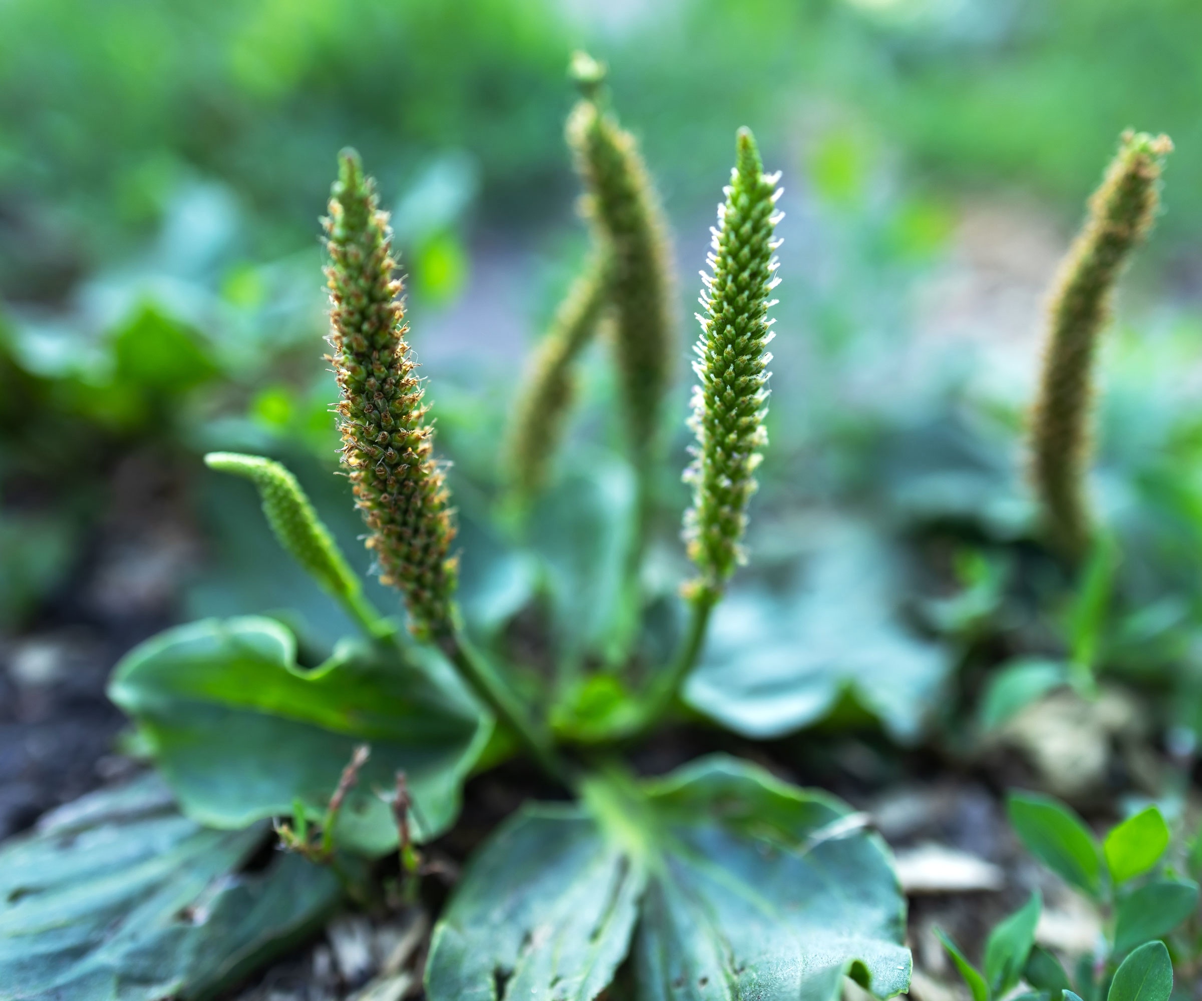 plantain weeds growing in compacted soil