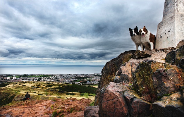 Dogs in Edinburgh