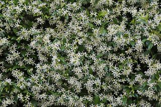 best climbing plants: star jasmine