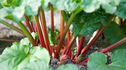 When to plant rhubarb crops