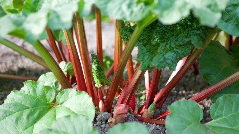 When to plant rhubarb crops