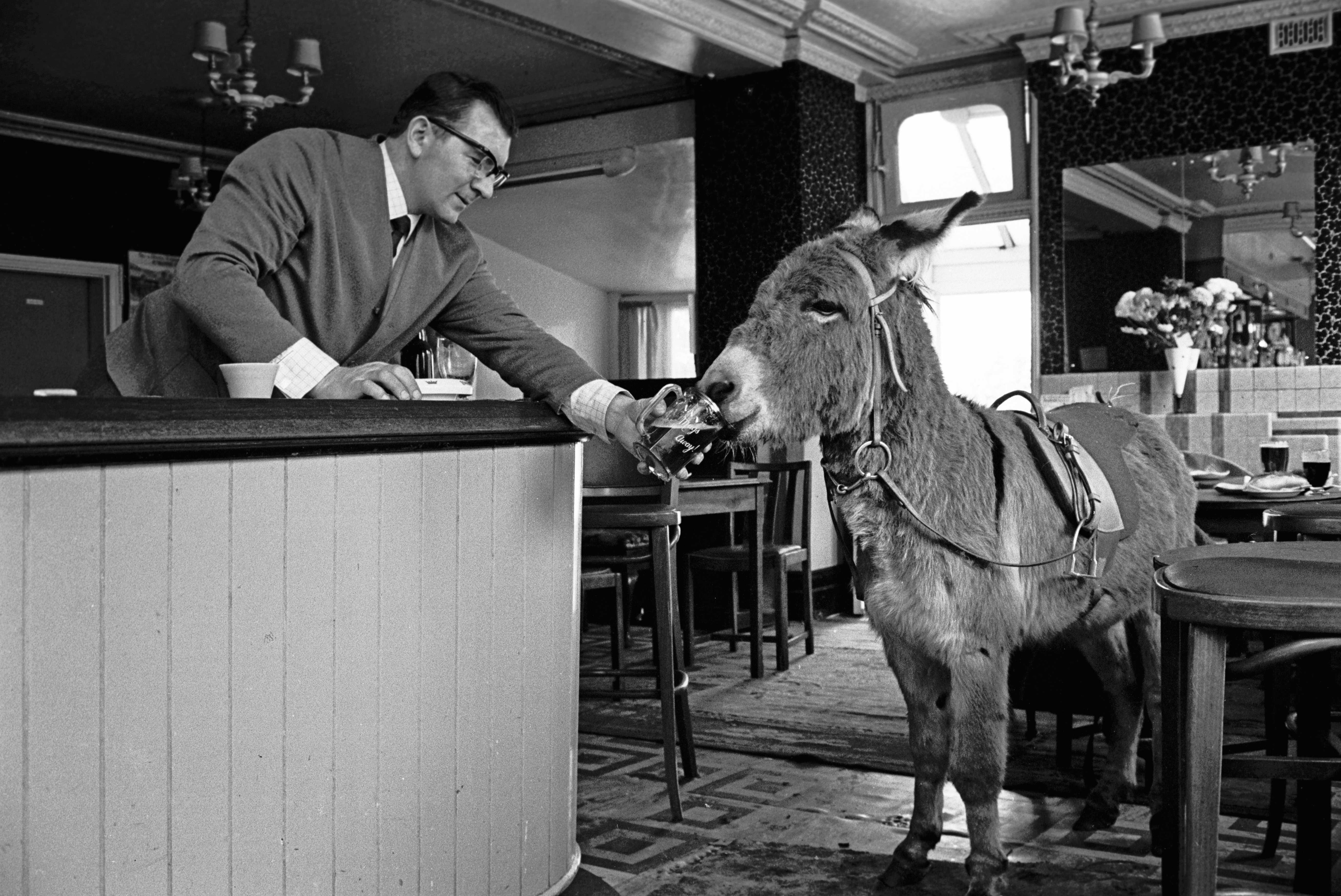 A publican serves a glass of stout to a donkey in the East End of London, 1960s.