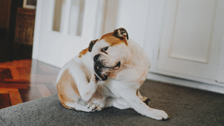 Dog scratching itself with leg