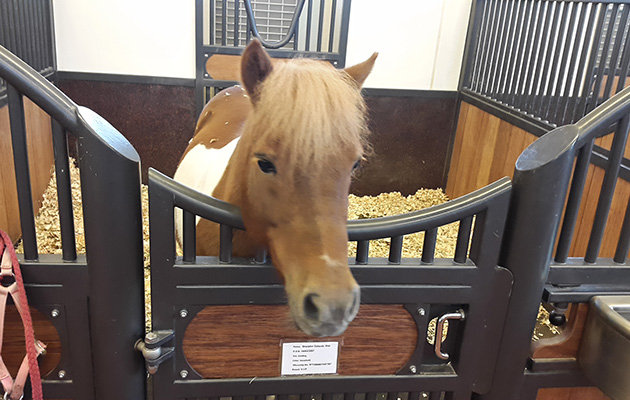 Miniature stables for Al Shaqab&rsquo;s smallest residents