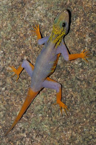 Psychedelic gecko (Cnemaspis psychedelica) Cambodia