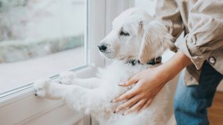 Puppy standing up at door