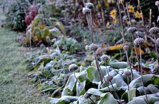 frost covered plants in a flower bed