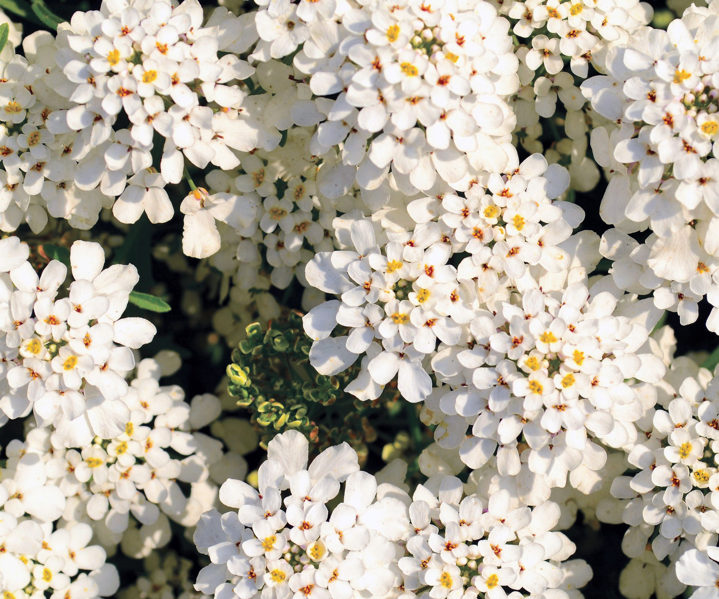 Evergreen candytuft (Iberis sempervirens) - white flowers in a garden - stock photo