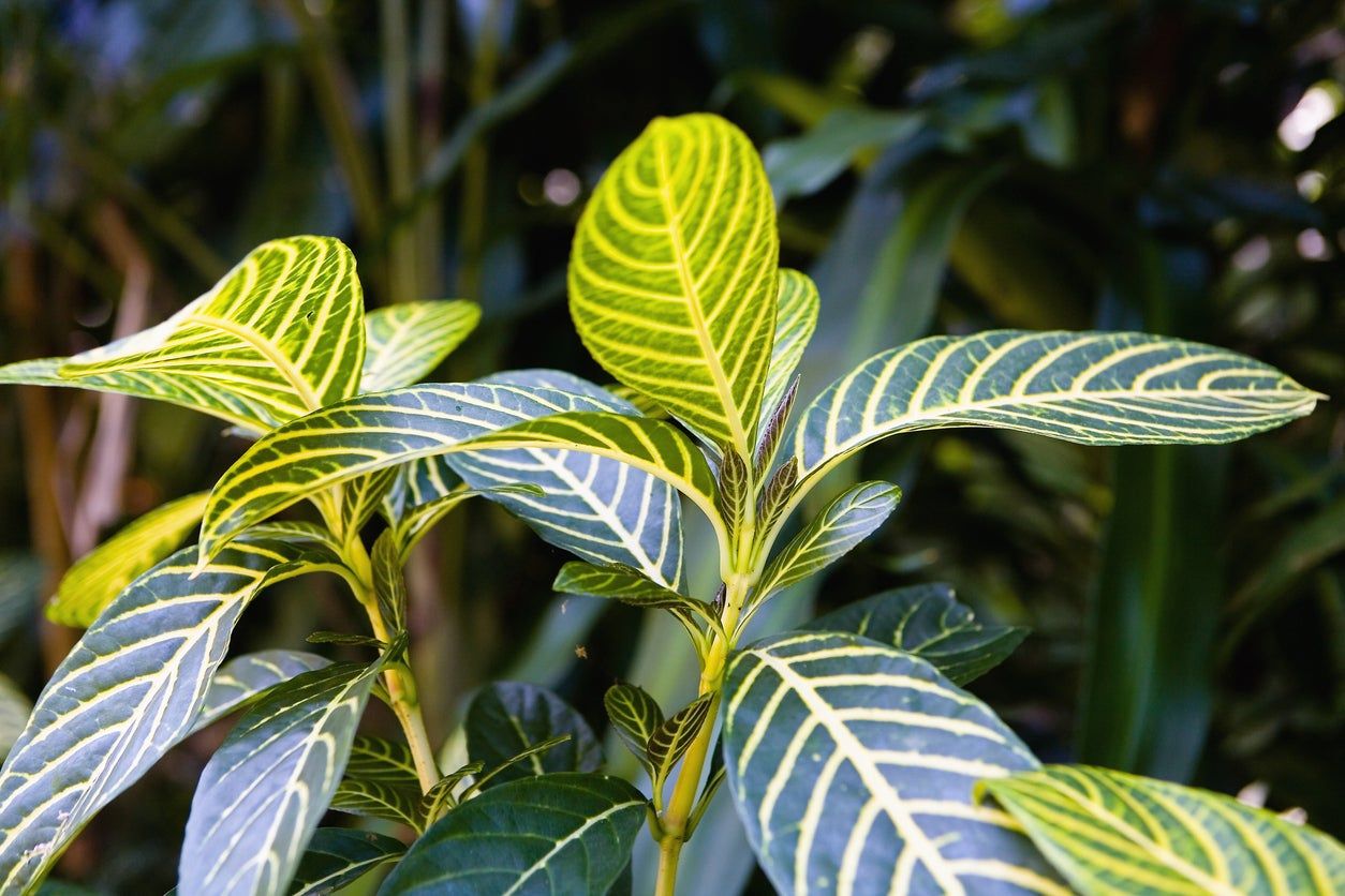 Aphelandra Zebra Houseplant