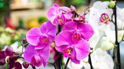 purple orchid phalaenopsis flower and white orchid