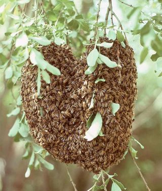 a swarm of 10,000 honeybee workers and one queen bee