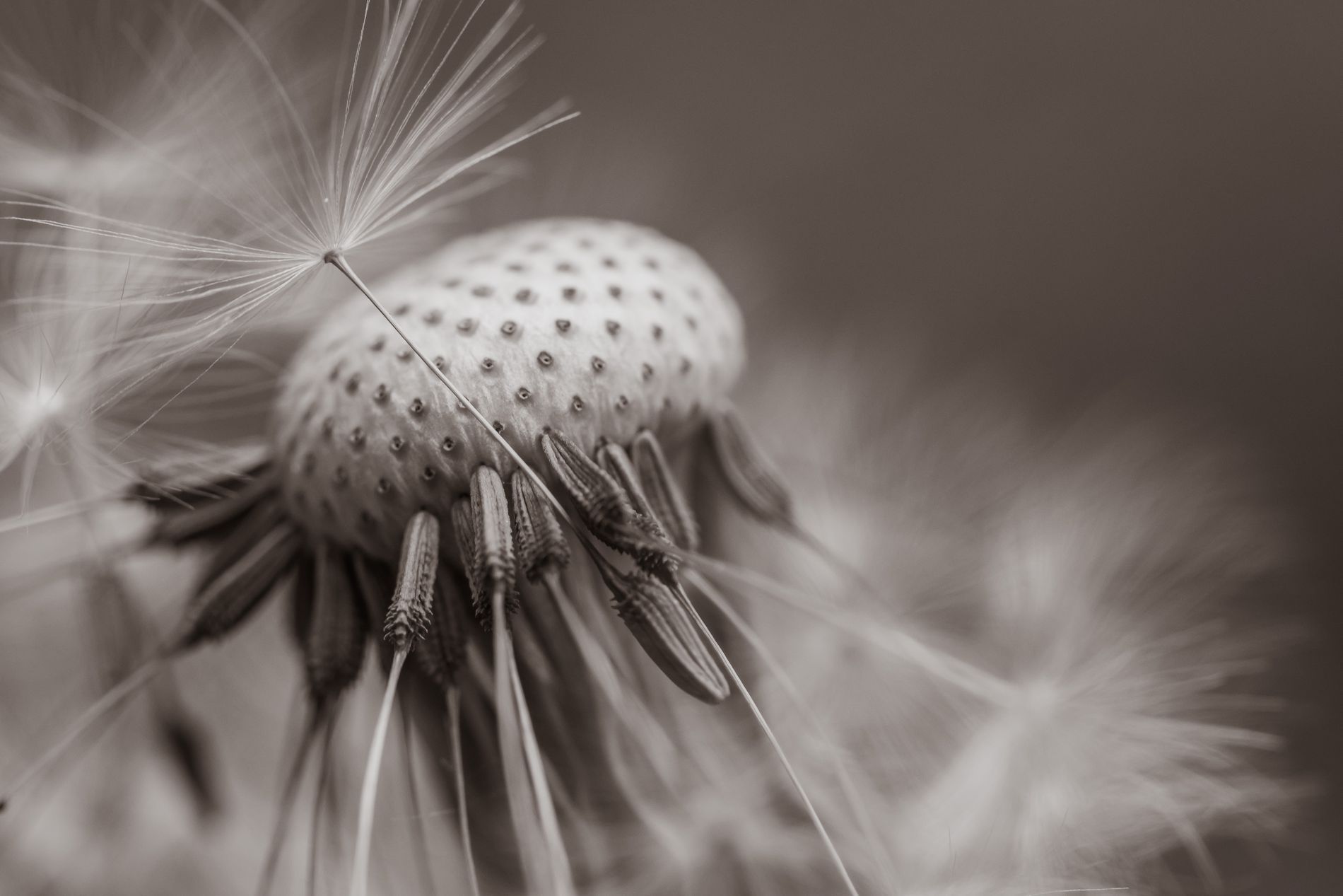 GuruShots - Monochrome Moments Jan 26