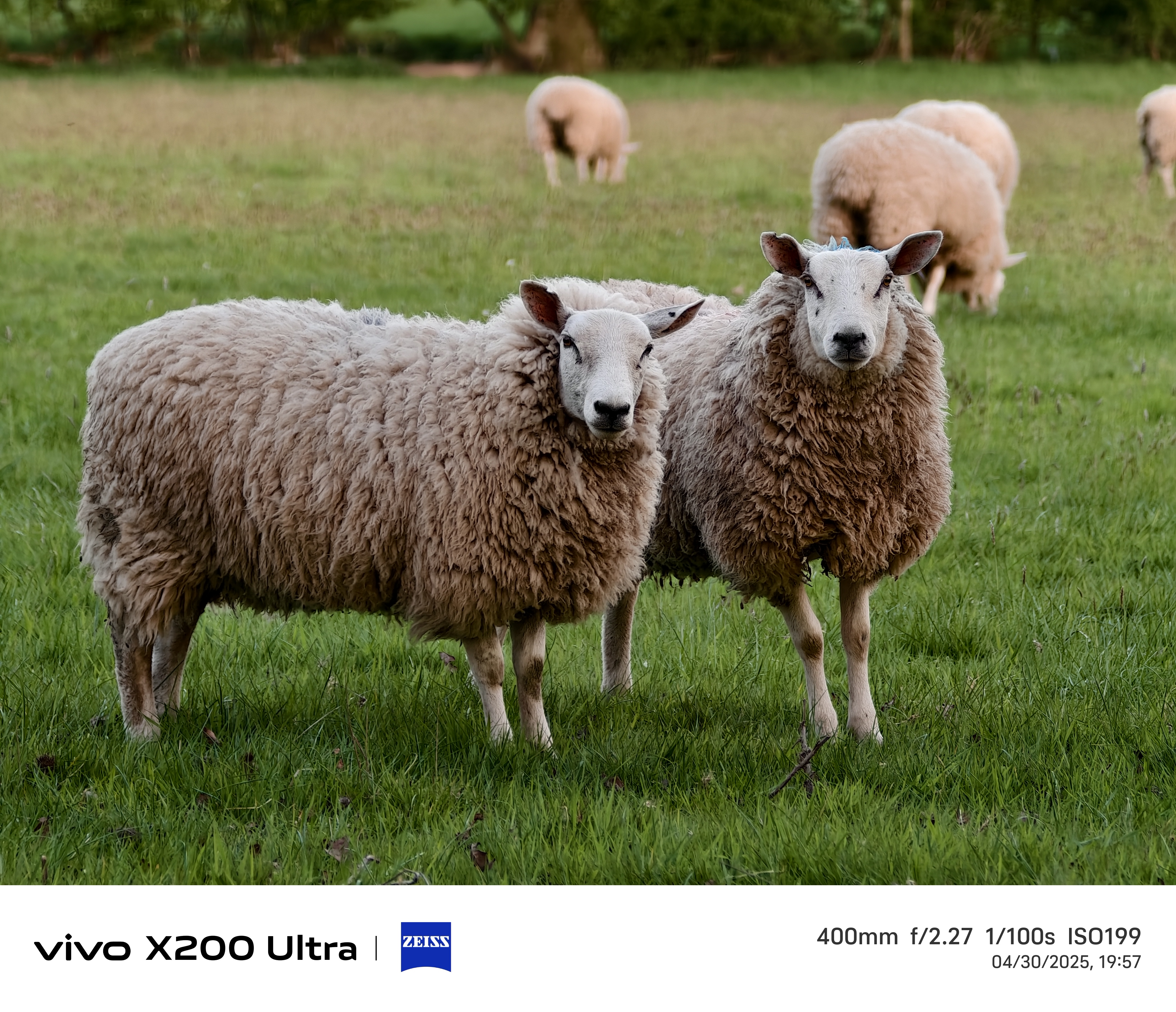 Two sheep in a field