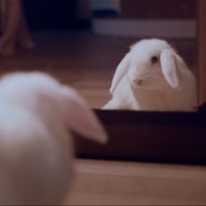 white rabbit looking into mirror