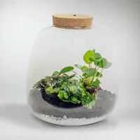 5. Jungle Plant Terrarium DIY Kit: