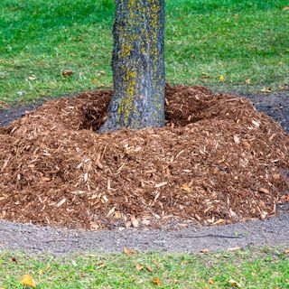 Tree with base covered in mulch