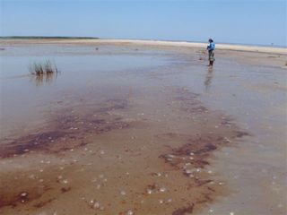 Oil near beach in Louisiana, May 17, 2010.