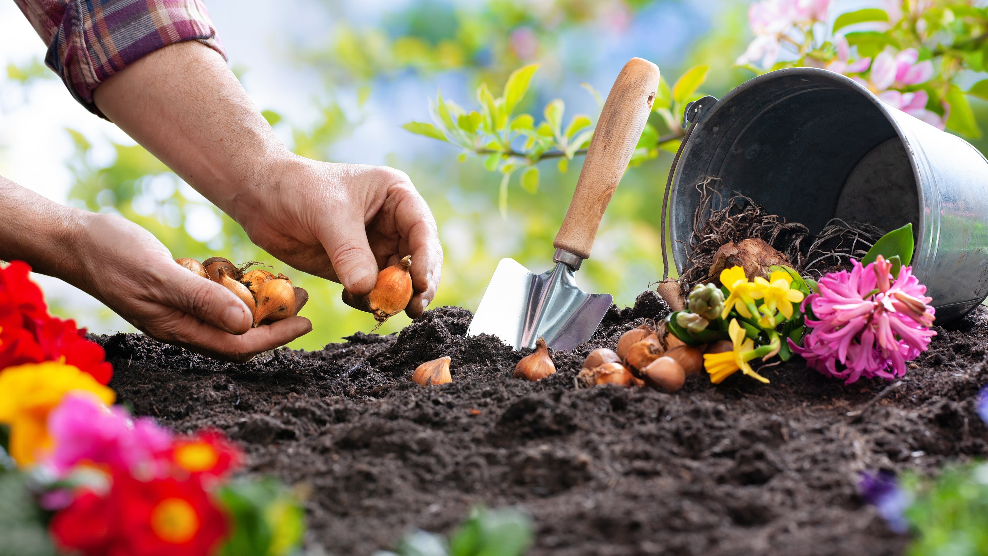 Man plants bulbs in soil next to bucket of spring flowers