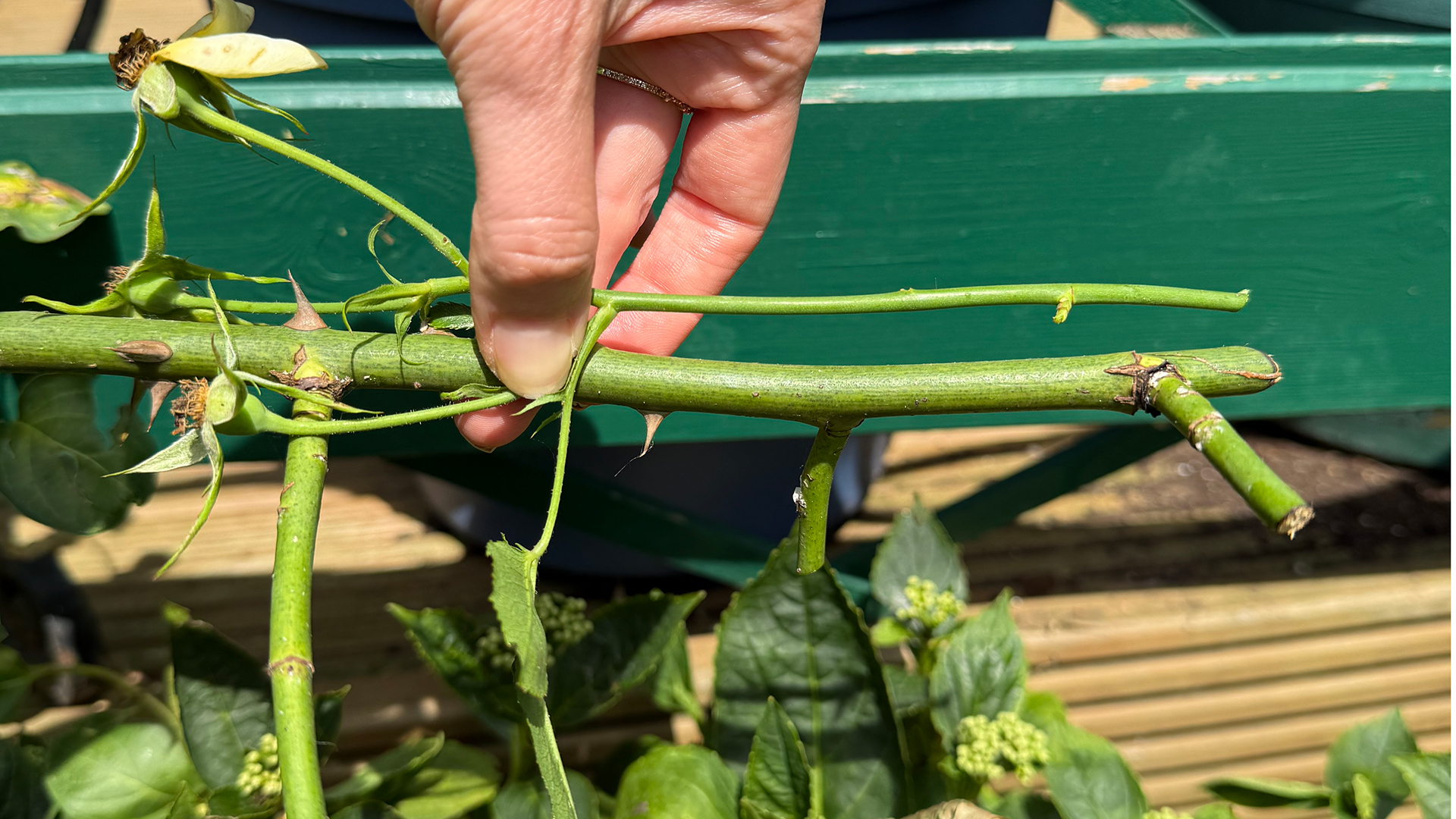 Two Rose bush stem cuttings, one thick one thin
