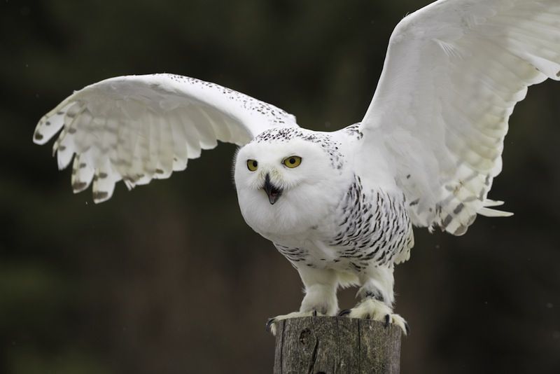 Snowy Owl