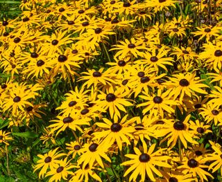 Black eyed Susan flowers in a garden