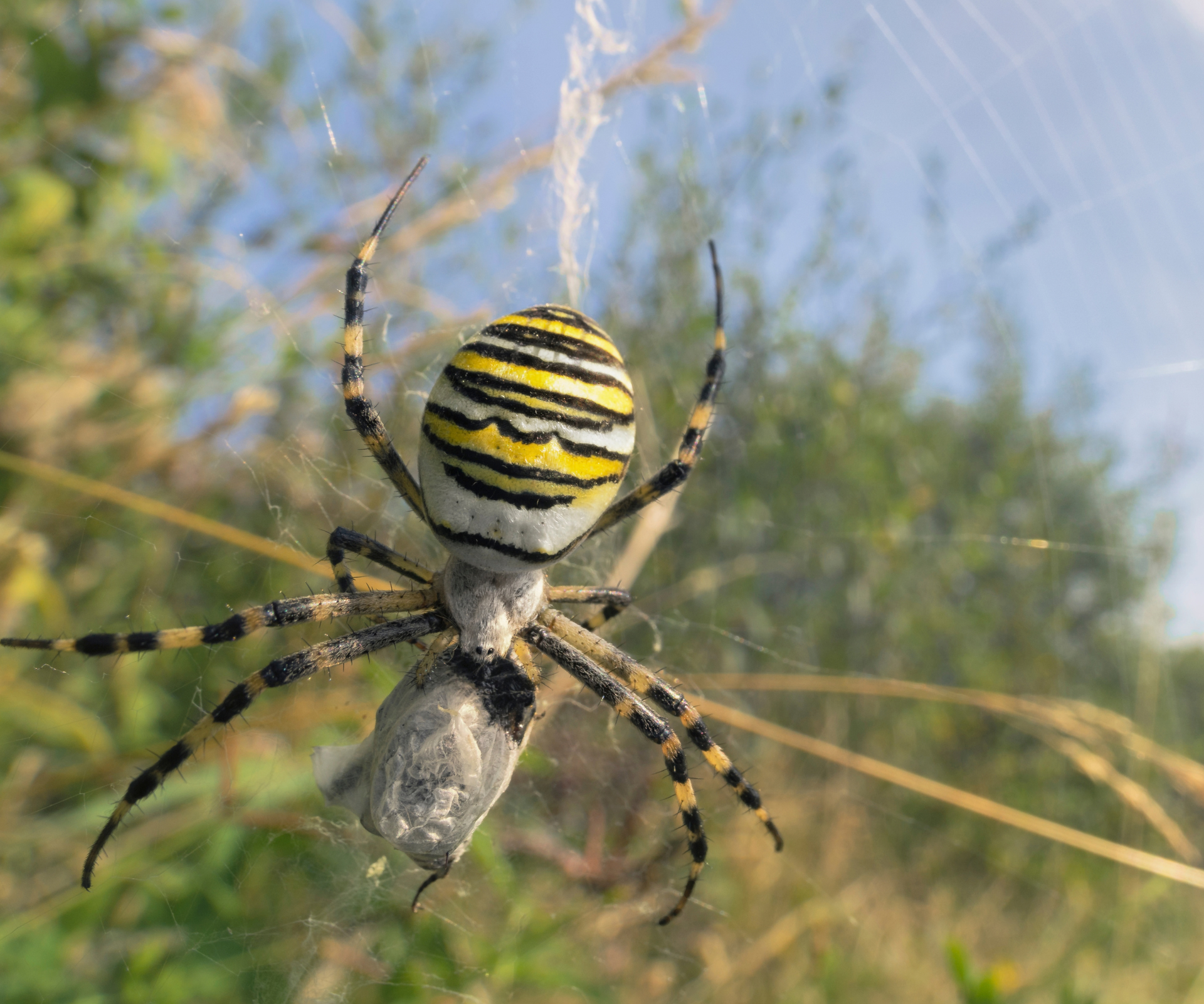 Birth month spiders