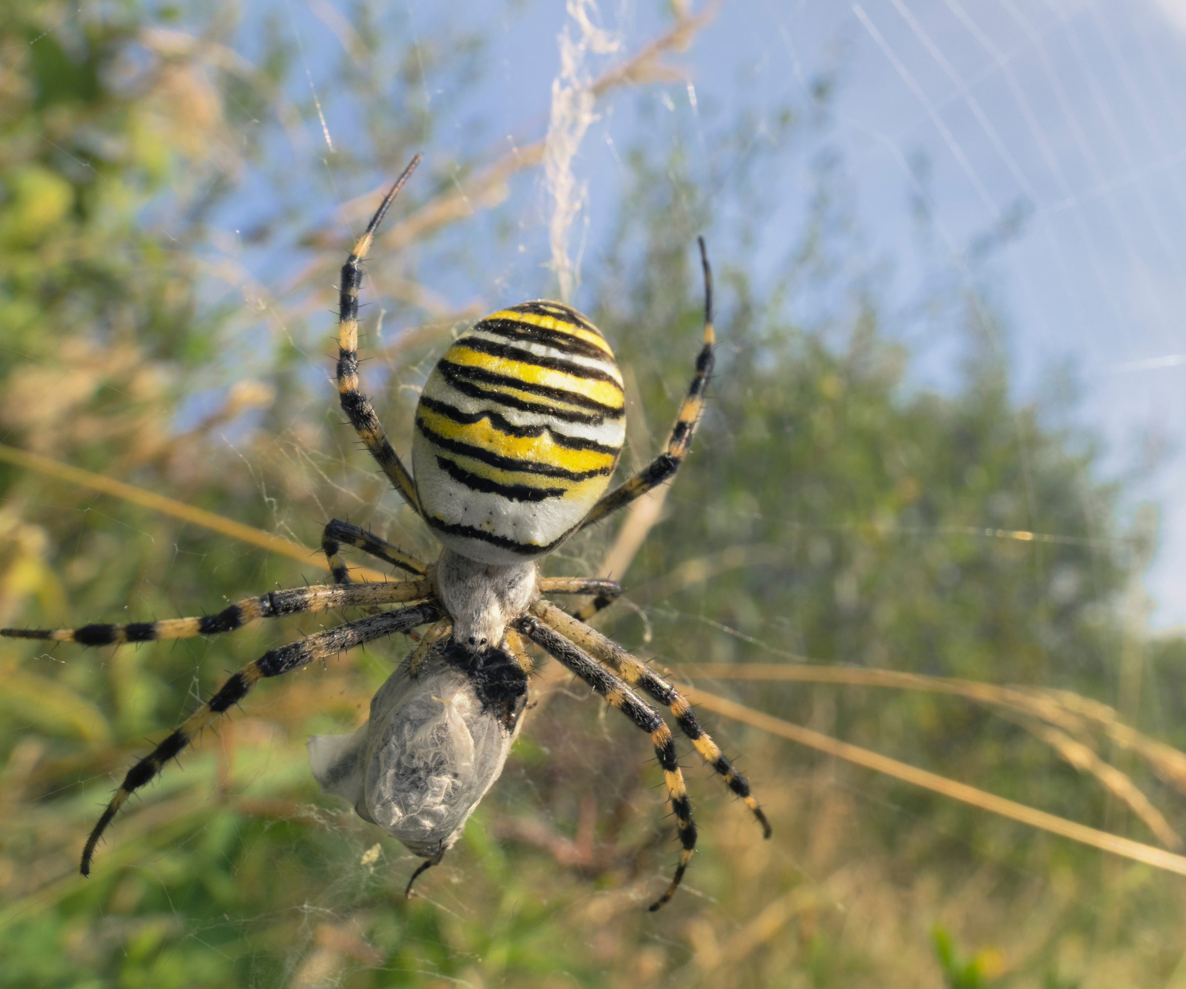 Birth month spiders
