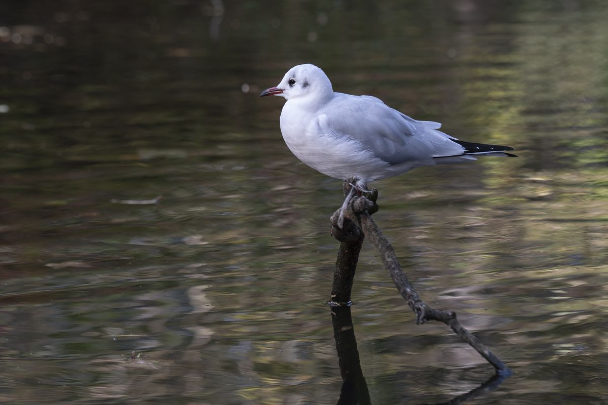 A bird perched on a branch over water