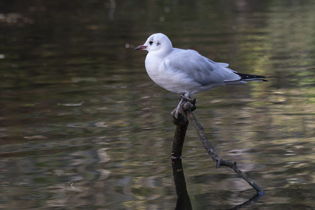 A bird perched on a branch over water